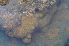 Palythoa caribaeorum