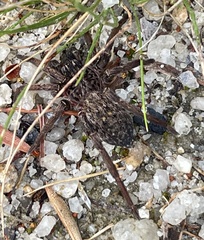 Mituliodon tarantulinus
