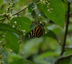 Hypothyris euclea valora