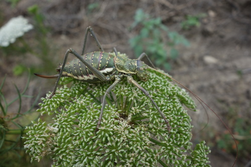 Elegant Saddle Bush-cricket