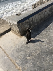 Leucocarbo bougainvillii