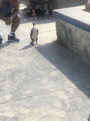 Leucocarbo bougainvillii