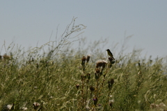 Pseudocolopteryx acutipennis