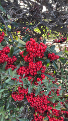 Pyracantha