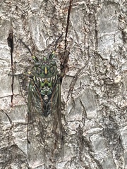 Amphipsalta