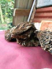 Antrostomus carolinensis