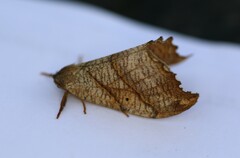 Drepana bilineata