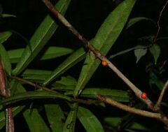 Daphnopsis granitica