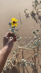 Helianthus niveus tephrodes