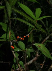 Daphnopsis granitica