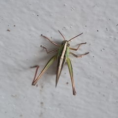 Staurorhectus longicornis
