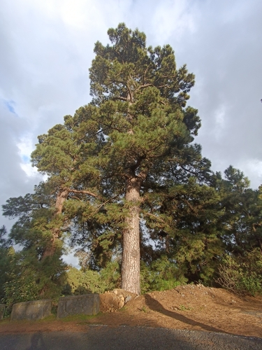 Pinaceae image