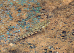 Bathygobius geminatus