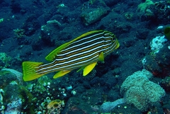 Plectorhinchus polytaenia