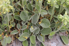 Stachys citrina