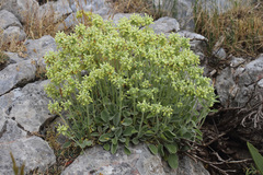 Stachys citrina