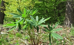 Lupinus polyphyllus