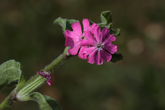 Silene pendula