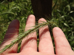 Elymus riparius