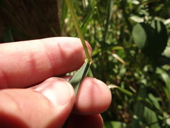 Elymus riparius