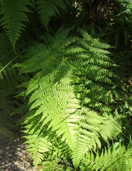 Athyrium filix-femina