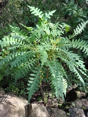Sonchus hierrensis