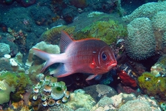 Sargocentron caudimaculatum