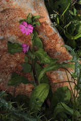 Silene pendula