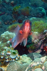 Sargocentron caudimaculatum
