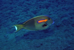 Acanthurus olivaceus