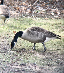 Branta canadensis