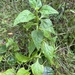 New Zealand Spinach - Photo (c) wildoh9999, some rights reserved (CC BY-NC)