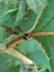 Brachiacantha decempustulata