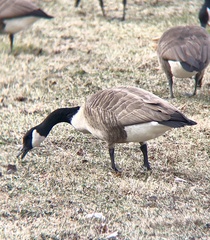 Branta canadensis