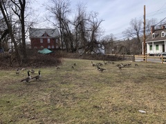 Branta canadensis