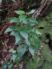 Pericallis appendiculata image