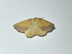 Lepidoptera