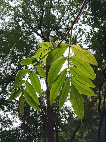 Sambucus image