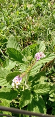 Heliotropium leiocarpum