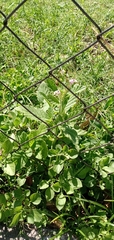 Heliotropium leiocarpum
