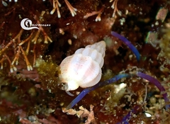 Buccinoidea