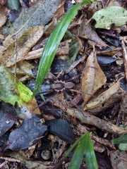 Uliodon albopunctatus