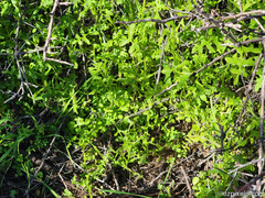 Pholistoma auritum arizonicum
