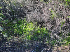 Pholistoma auritum arizonicum