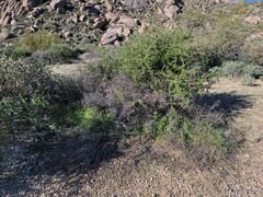 Pholistoma auritum arizonicum