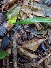 Uliodon albopunctatus