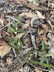 Eremophila debilis