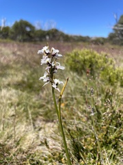 Prasophyllum suttonii