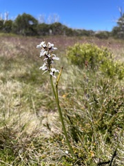 Prasophyllum suttonii
