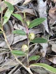 Eremophila debilis